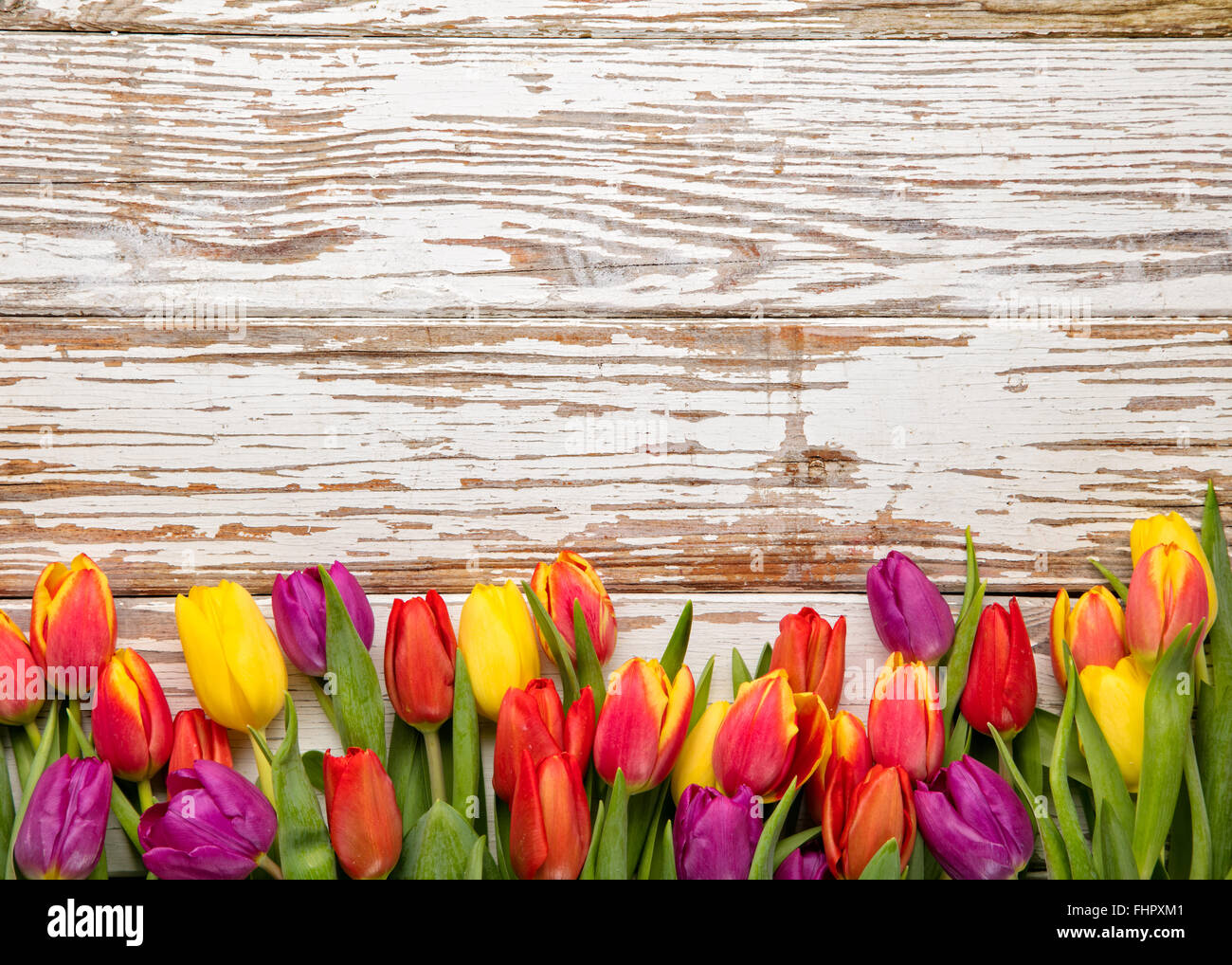 Tulipani freschi disposti sul vecchio sfondo di legno Foto Stock