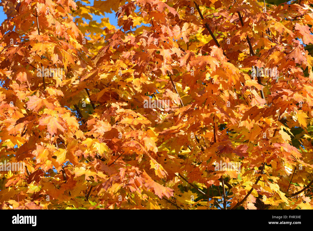 Bella autunno foglie di acero sulla giornata di sole Foto Stock