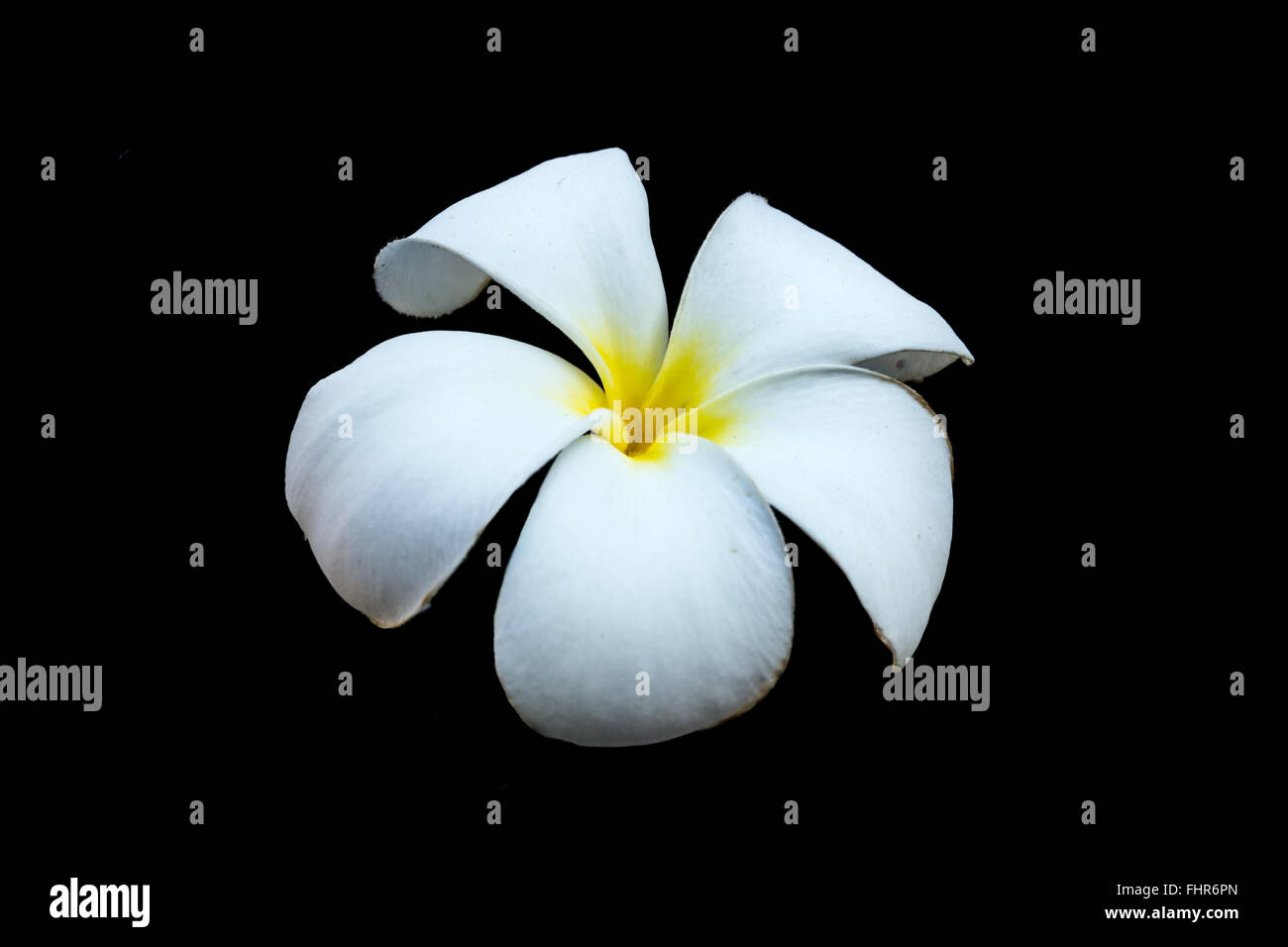 Plumeria o frangipani flower, isolato su sfondo nero. Foto Stock