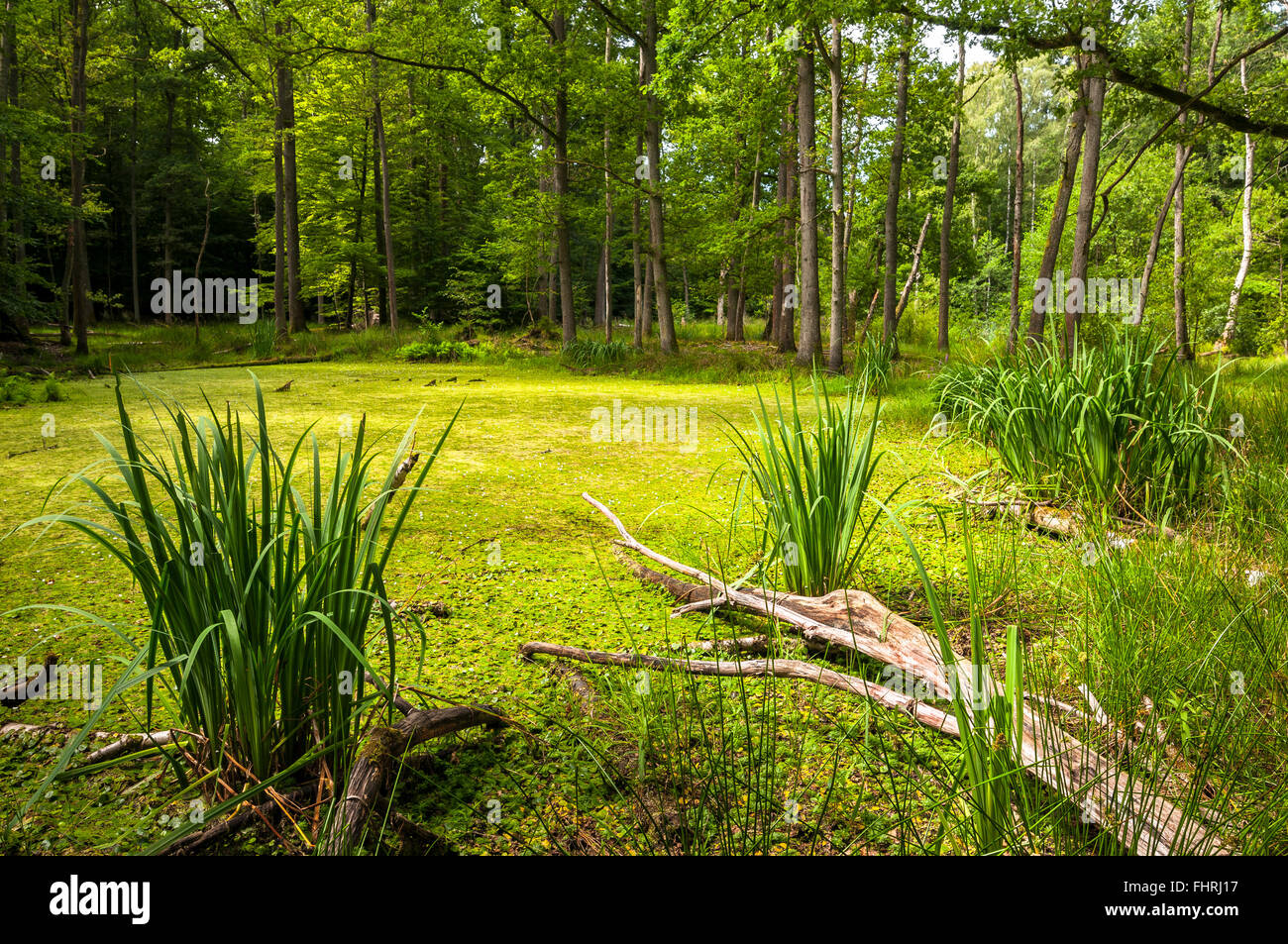 Bog foresta con deadwood e acqua bandiera (Iris pseudacorus), frogbit (Hydro morsus-ranae) e water violet (Hottonia palustris) Foto Stock