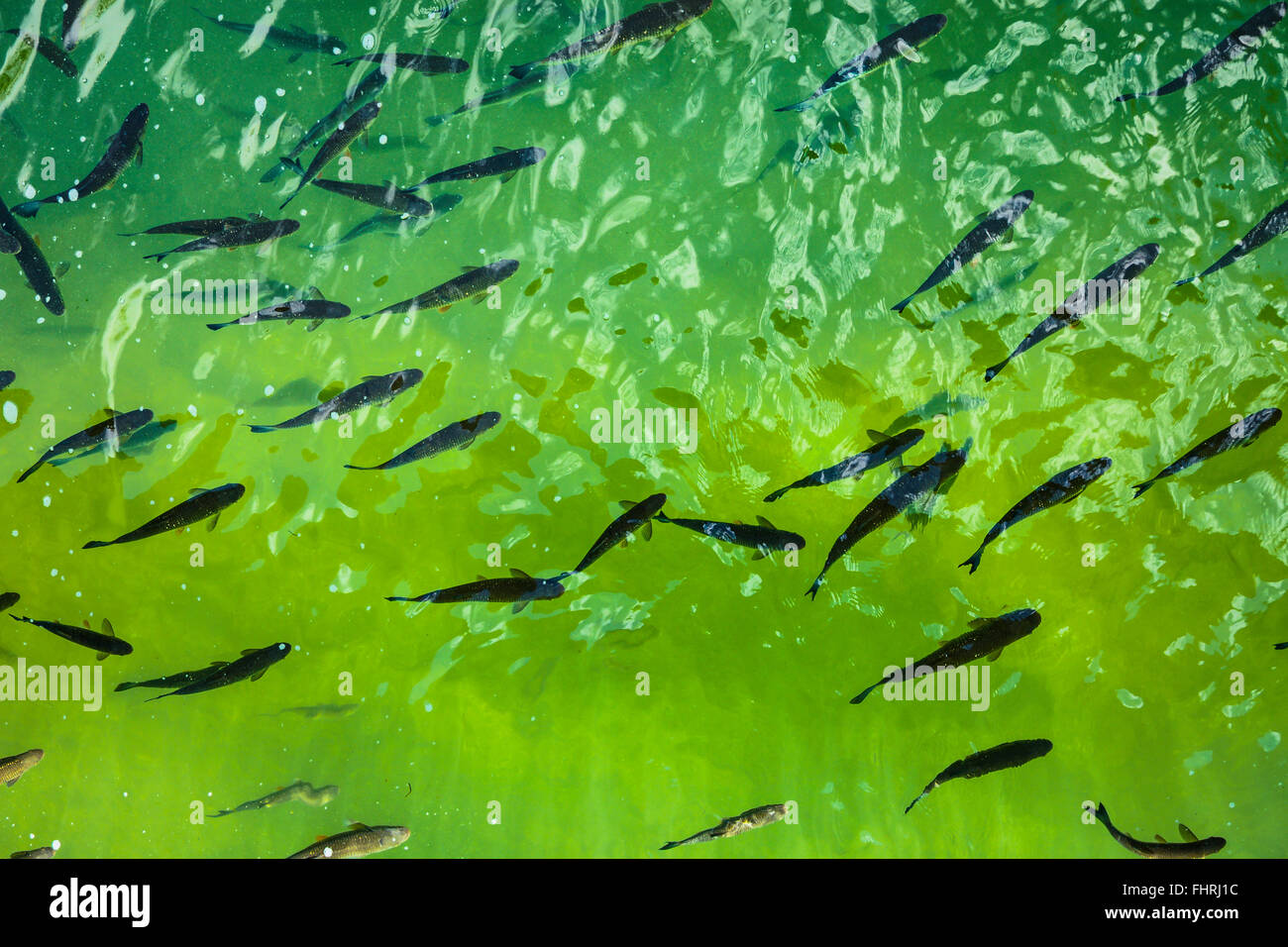 Gregge di cavedano (Squalius cefalo), shoaling pesci, Cascate del Reno di Schaffhausen, Svizzera Foto Stock