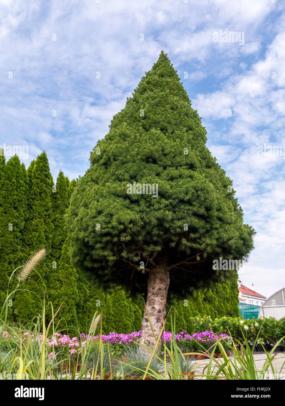 Gigante abete bianco " Picea glauca conica' crescente nel giardino di casa Foto Stock