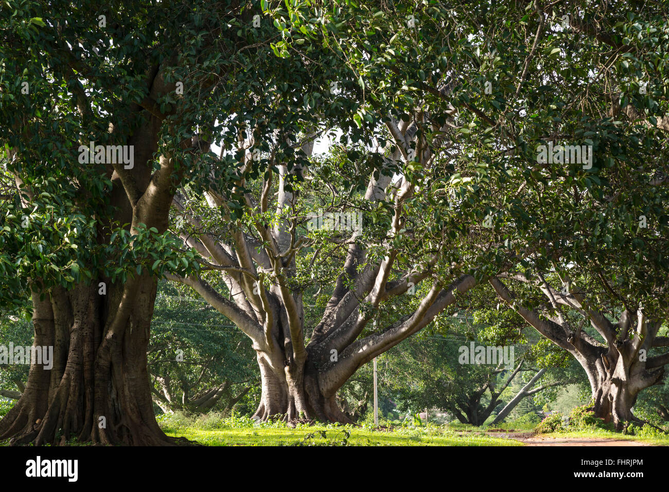 Indian banyan tree, Bengala fig o banyan (Ficus benghalensis), Pindaya, Taunggyi Divisione, Stato Shan, MYANMAR Birmania Foto Stock