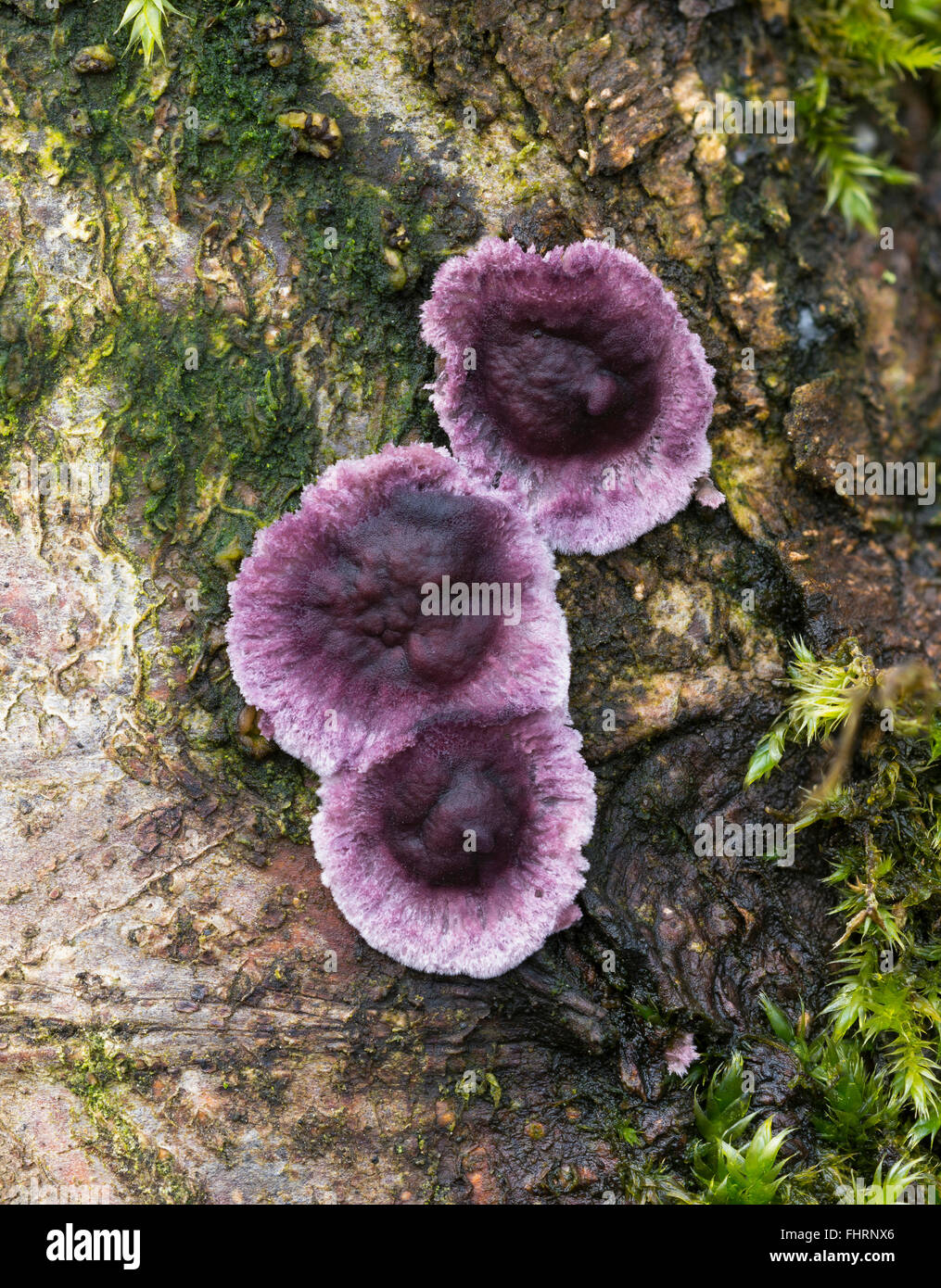 Foglia Argento (Chondrostereum purpureum) su legno morto, immangiabile, Rüsselsheim am Main, Hesse, Germania Foto Stock