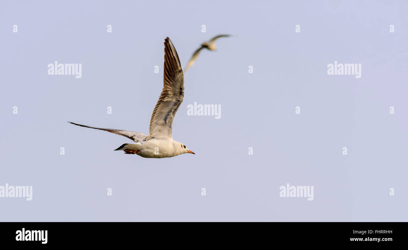 Bird, nero-headed gull, Chroicocephalus ridibundus in volo con lo spazio di copia Foto Stock