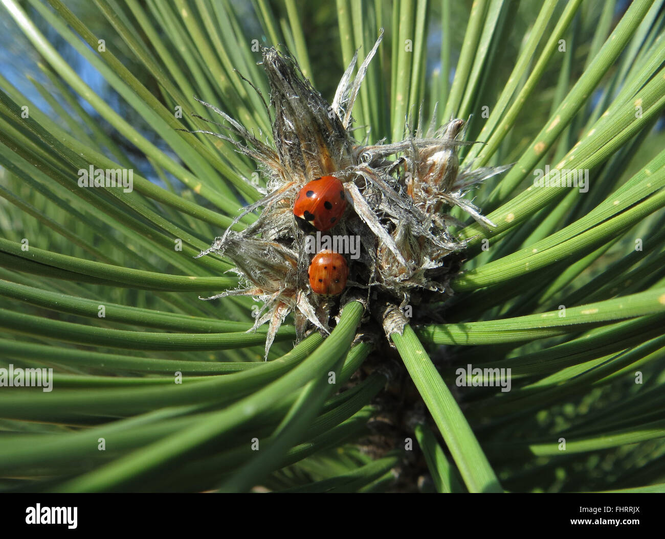 7-spot ladybird (Coccinella septempunctata) & panna striati ladybird (Harmonia 4-punctata) sulla punta di un pino austriaco il ramo Foto Stock