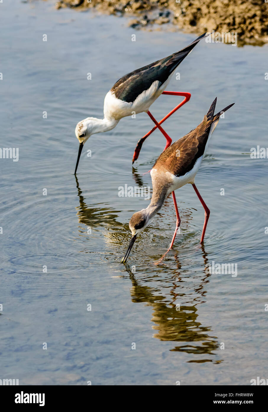 Uccello, Black-winged Stilt, Himantopus himantopus alimentando in acqua con spazio di copia Foto Stock