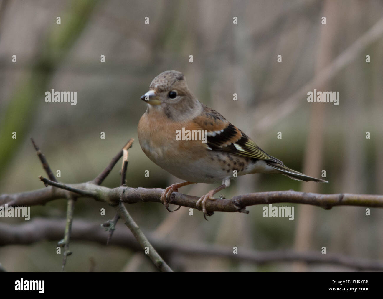 Femmina (brambling Fringilla montifringilla) a Blashford laghi in Hampshire, Inghilterra Foto Stock