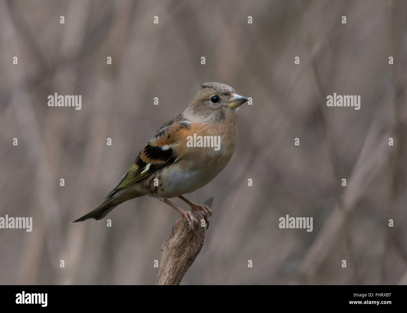 Femmina (brambling Fringilla montifringilla) a Blashford laghi in Hampshire, Inghilterra Foto Stock