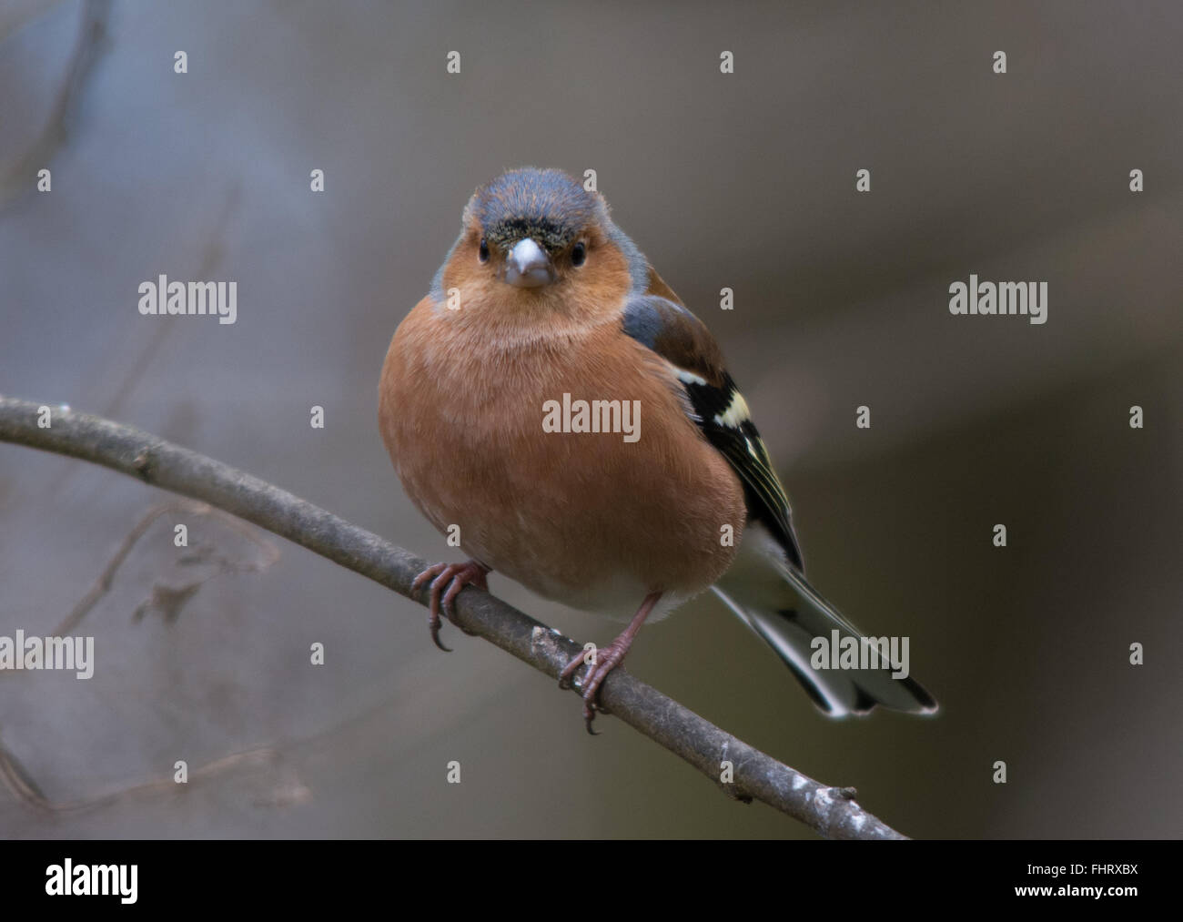 Chaffinch maschile (Fringilla coelebs) a Blashford Lakes in Hampshire, Inghilterra, Regno Unito Foto Stock