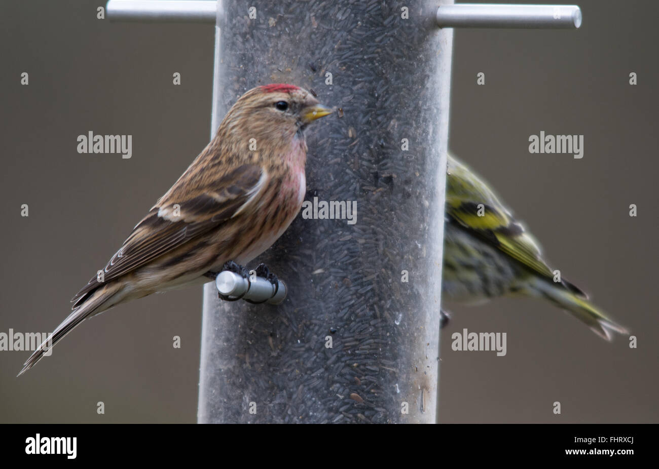 Lesser redpoll (cabaret Carduelis) sull'alimentatore di semi ai laghi di Blashford in Hampshire, Inghilterra, Regno Unito Foto Stock