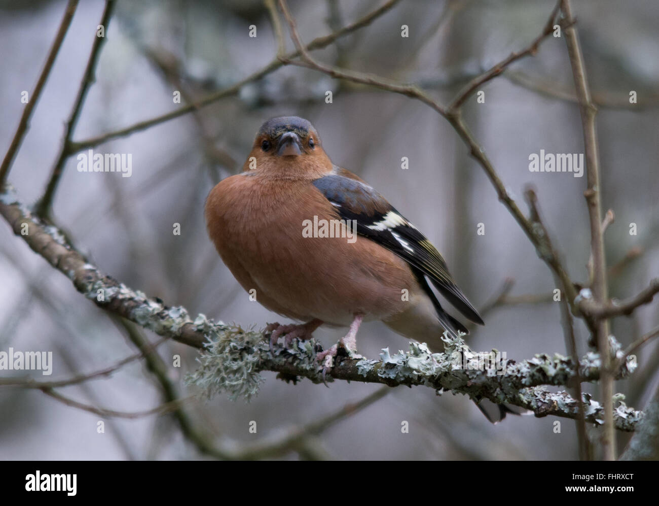 Chaffinch maschile (Fringilla coelebs) a Blashford Lakes in Hampshire, Inghilterra, Regno Unito Foto Stock