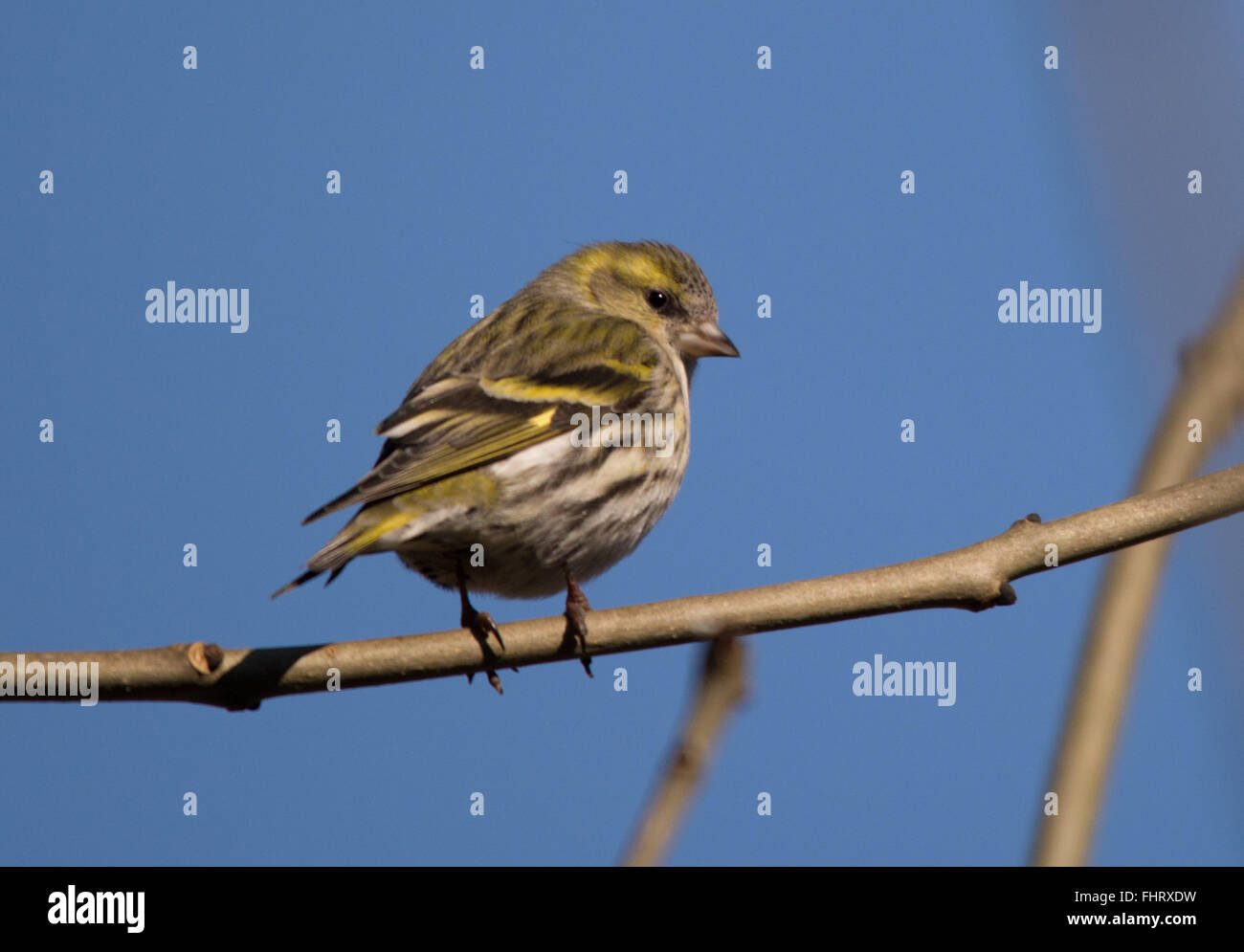 Lucherino femmina (Carduelis spinus) a Blashford laghi in Hampshire, Inghilterra Foto Stock