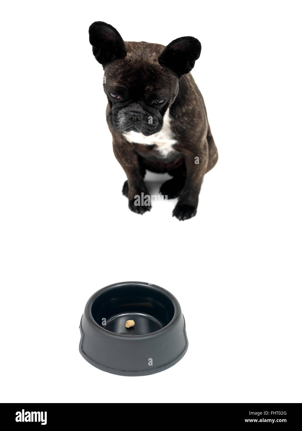 Bulldog francese Foto Stock