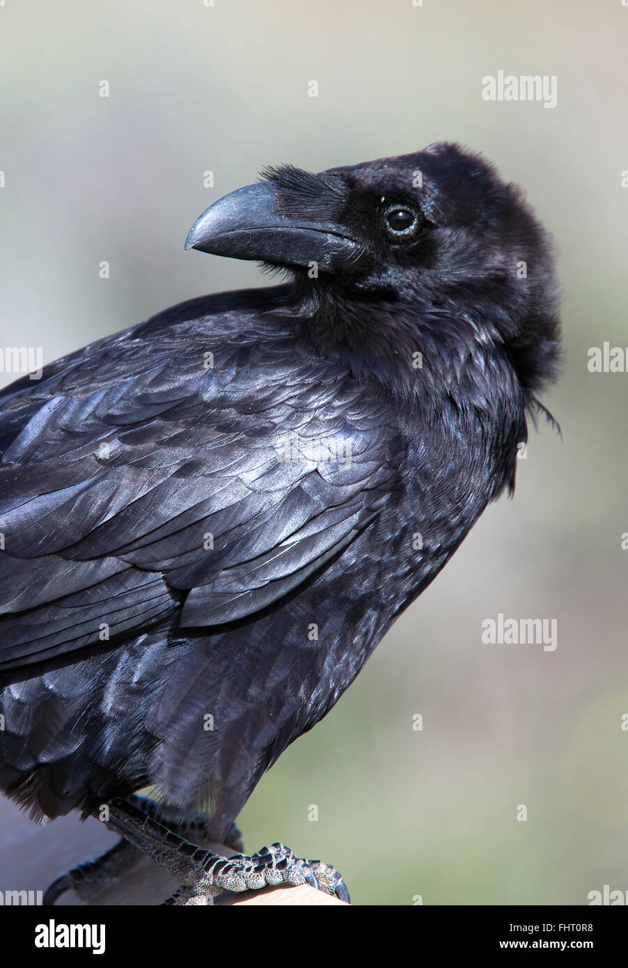 Comune di Corvo Imperiale (Corvus corax), Fuertaventura, Isole Canarie, Spagna. Foto Stock