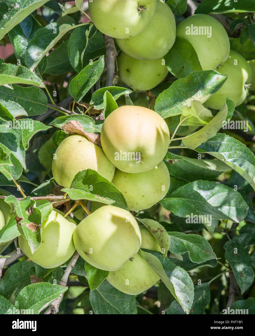Ripe Golden Delicious sull'albero. Closeup shot. Foto Stock