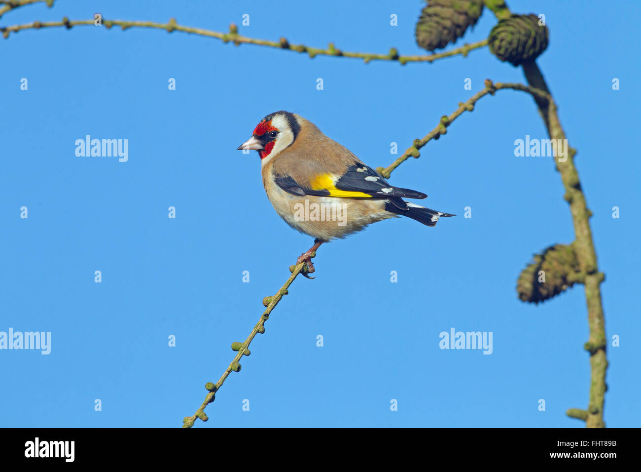 Cardellino Carduelis carduelis in inverno contro un colore blu cielo Foto Stock