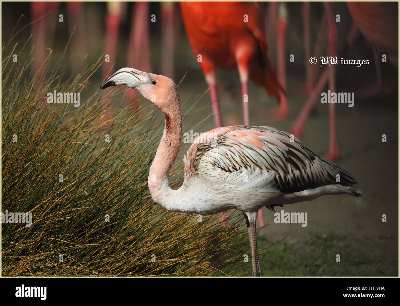 Caraibi Flamingo capretti (Phoenicopterus ruber) Foto Stock