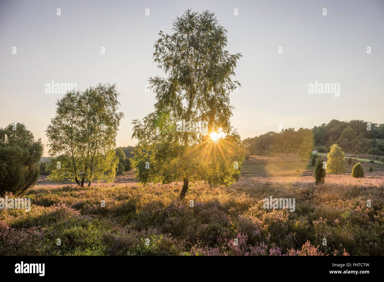 Germania, Heidekreis, Luneburger Heide al tramonto Foto Stock