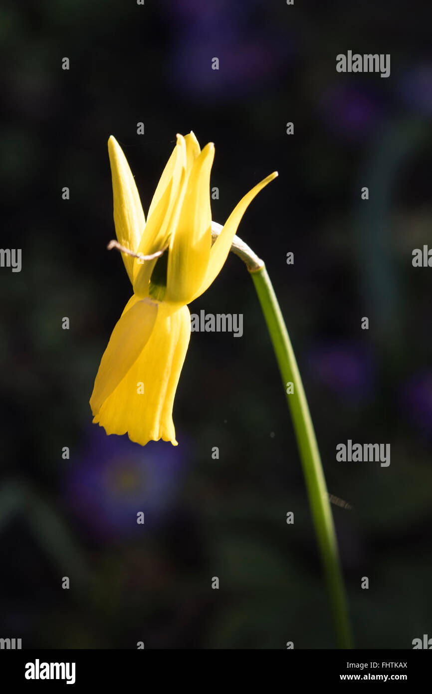 Narcissus cyclamineus, ciclamino a fiore di narciso, cresce in boschi umidi, Asturias, Spagna. Foto Stock