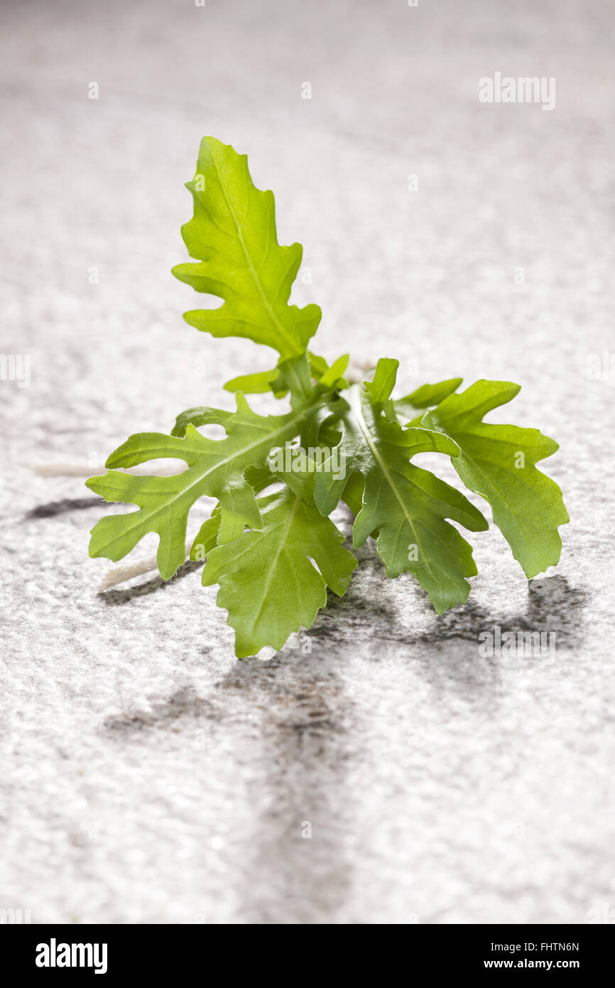 Rucola o bundle di rucola isolato. Foto Stock