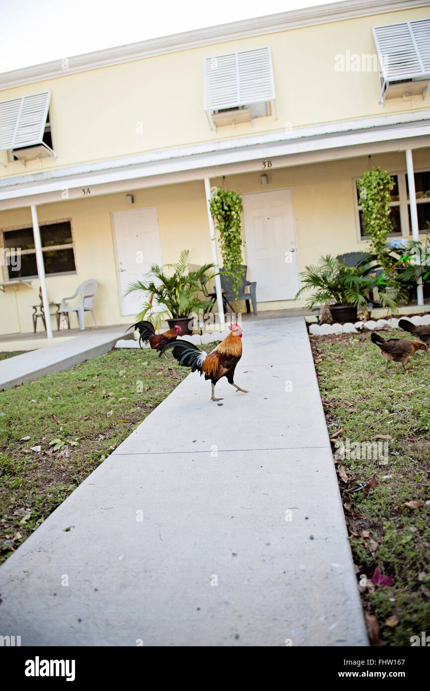La Rooster di fronte all edificio giallo su Key West Foto Stock