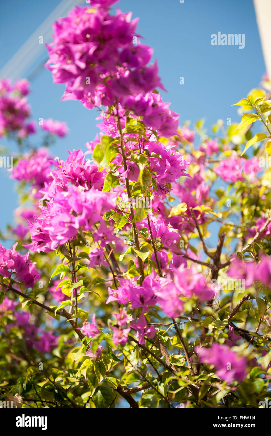 Il Bougainvillea a Key West Foto Stock