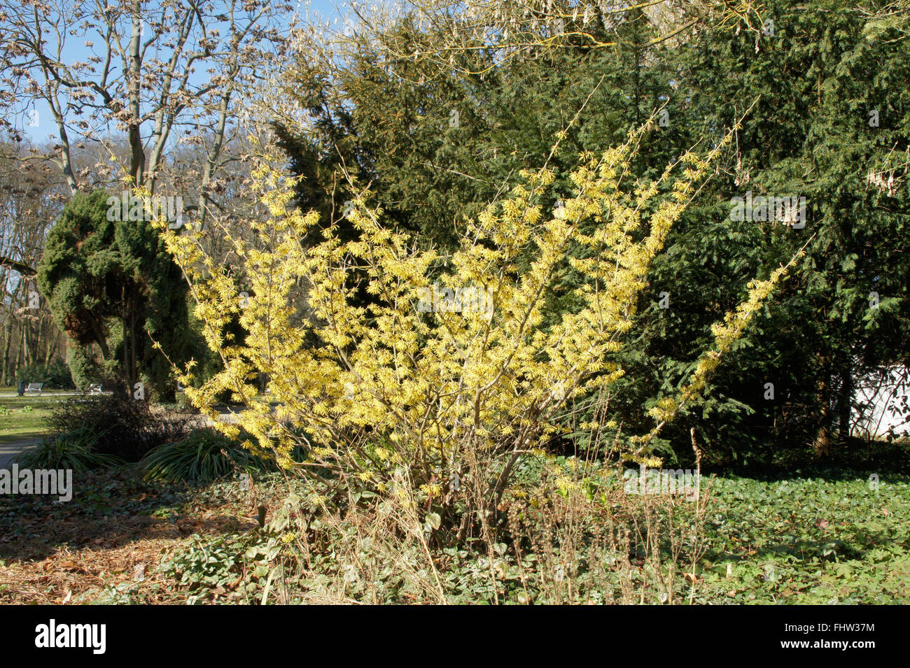 Hamamelis x intermedia, Amamelide Foto Stock