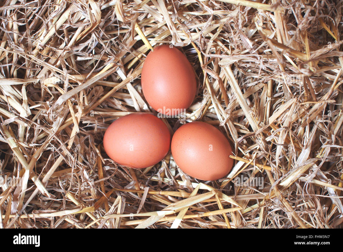 Tre gallina uova di pollo che stabilisce in un nido di paglia Foto Stock