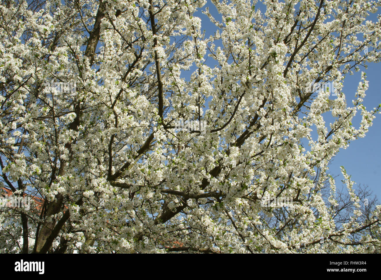 Prunus domestica, Susino Foto Stock