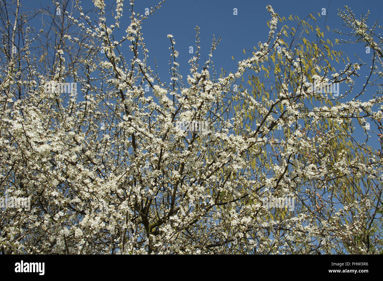Prunus domestica, Susino Foto Stock