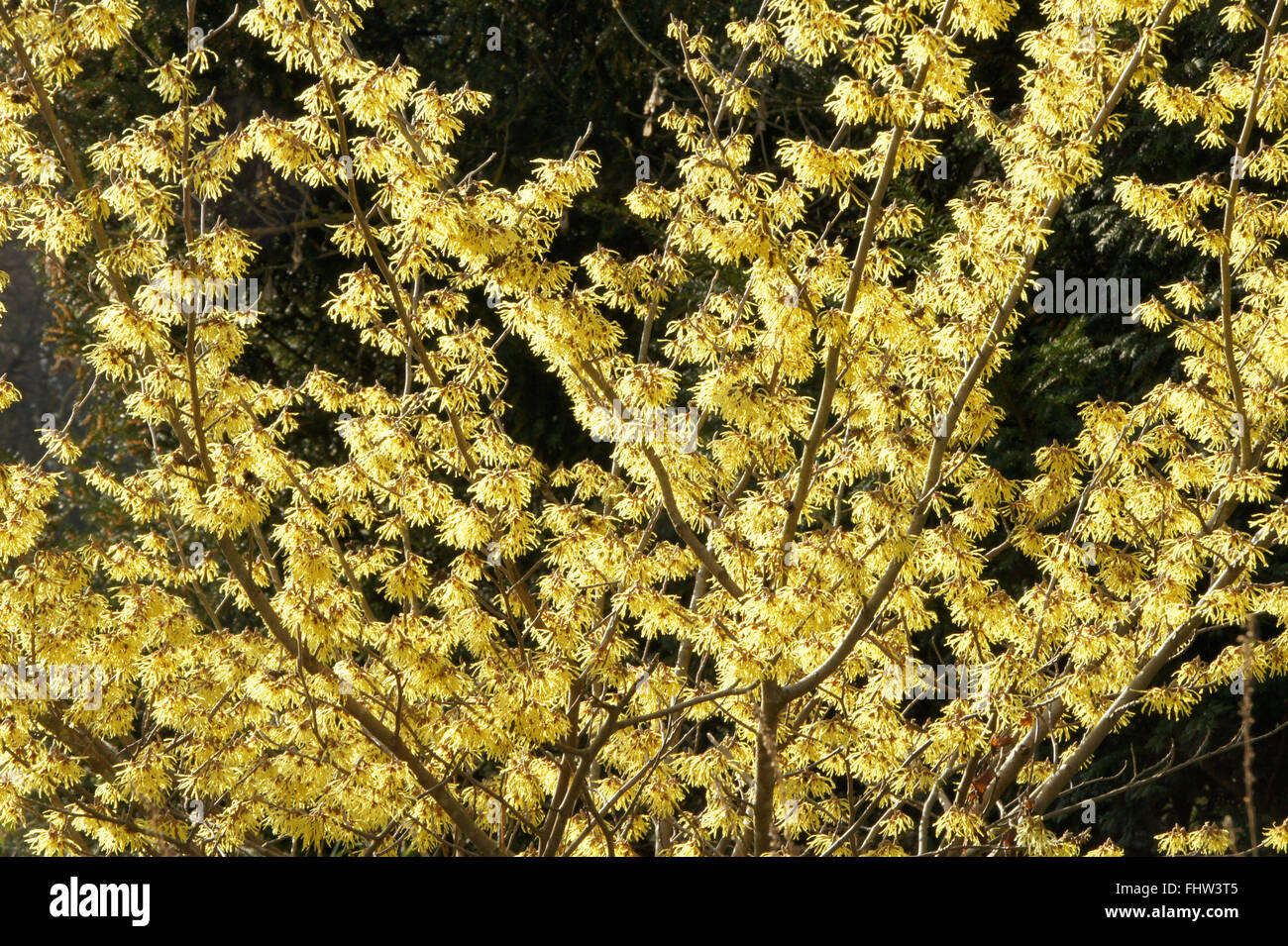 Hamamelis x intermedia, Amamelide Foto Stock