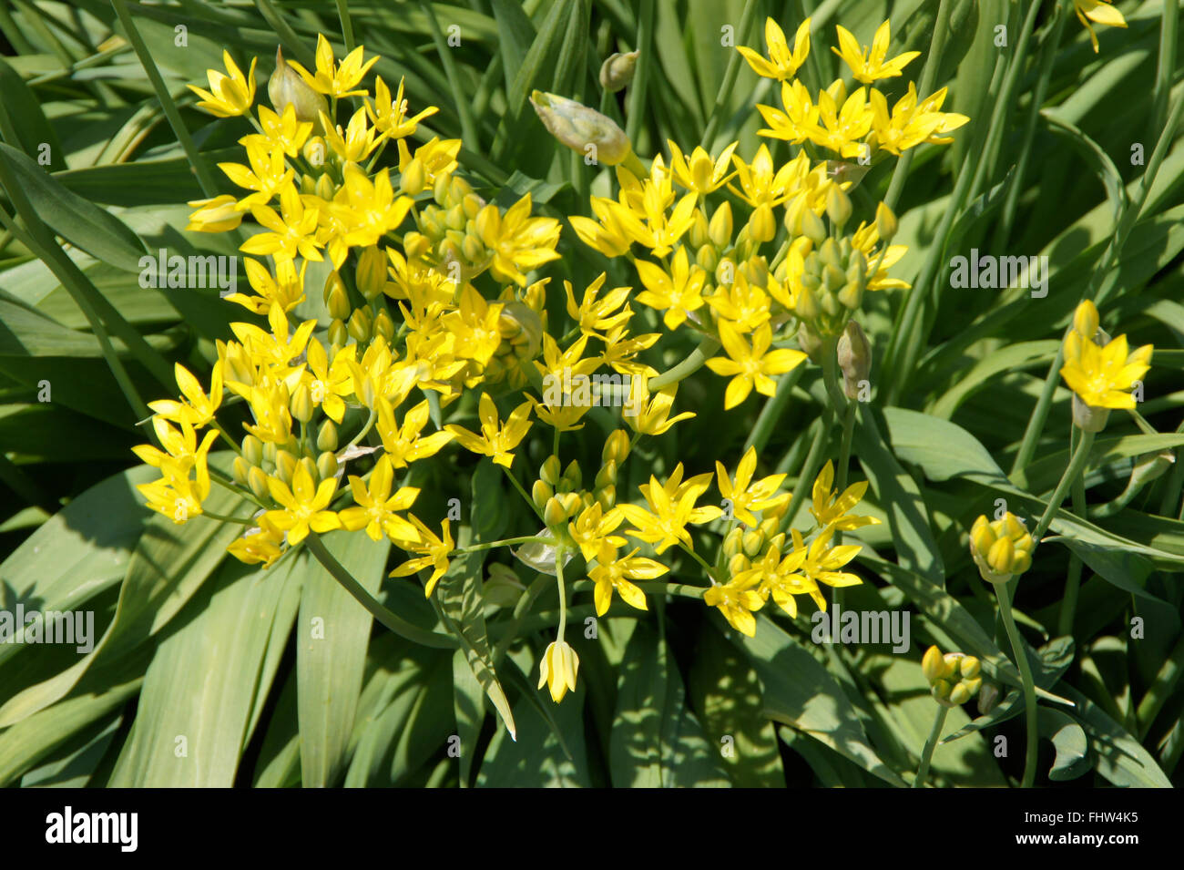 Allium moly, Golden aglio Foto Stock