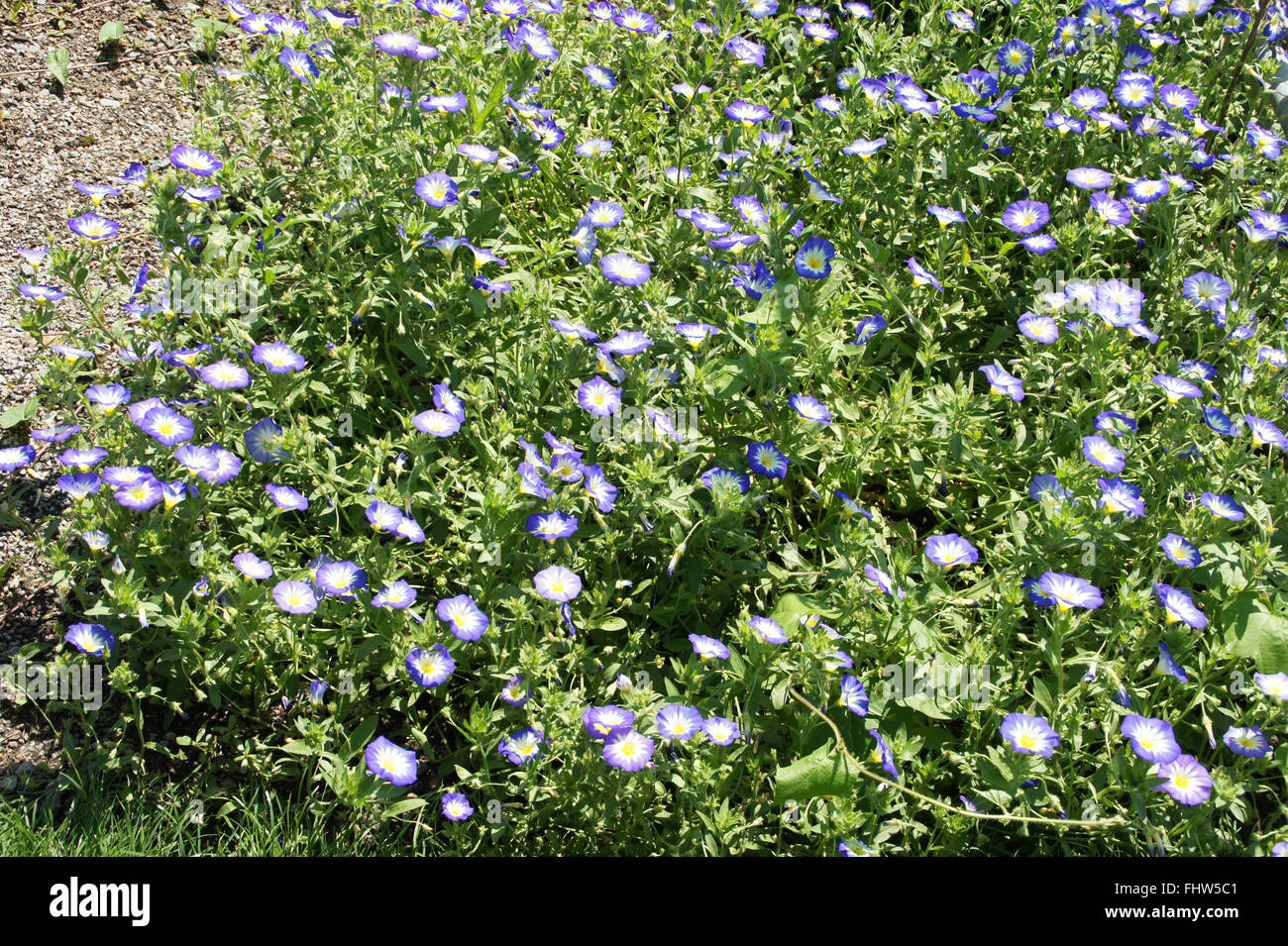 Convolvulus tricolore, Dwarf gloria di mattina Foto Stock