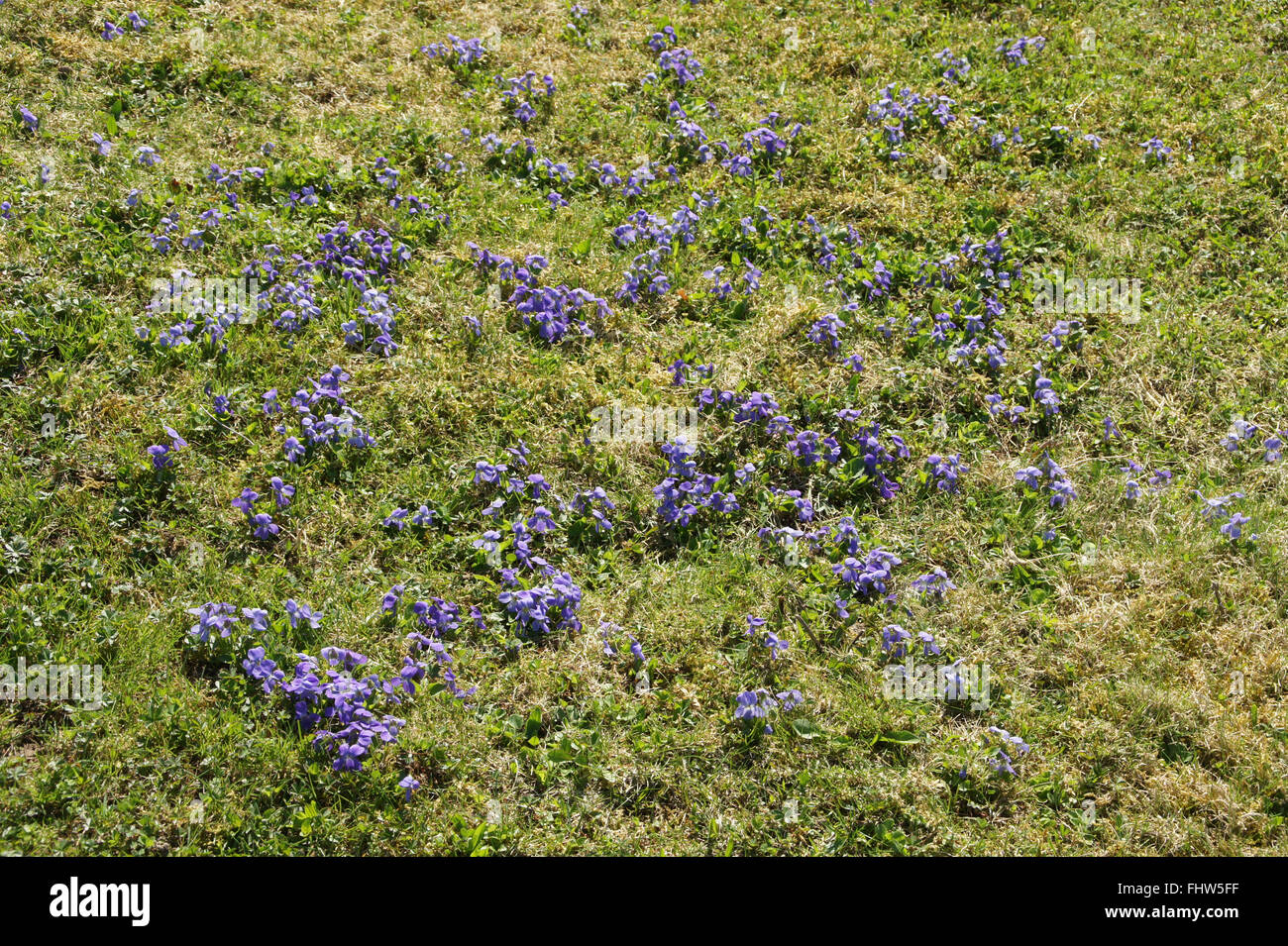 Viola odorata, viola mammola Foto Stock