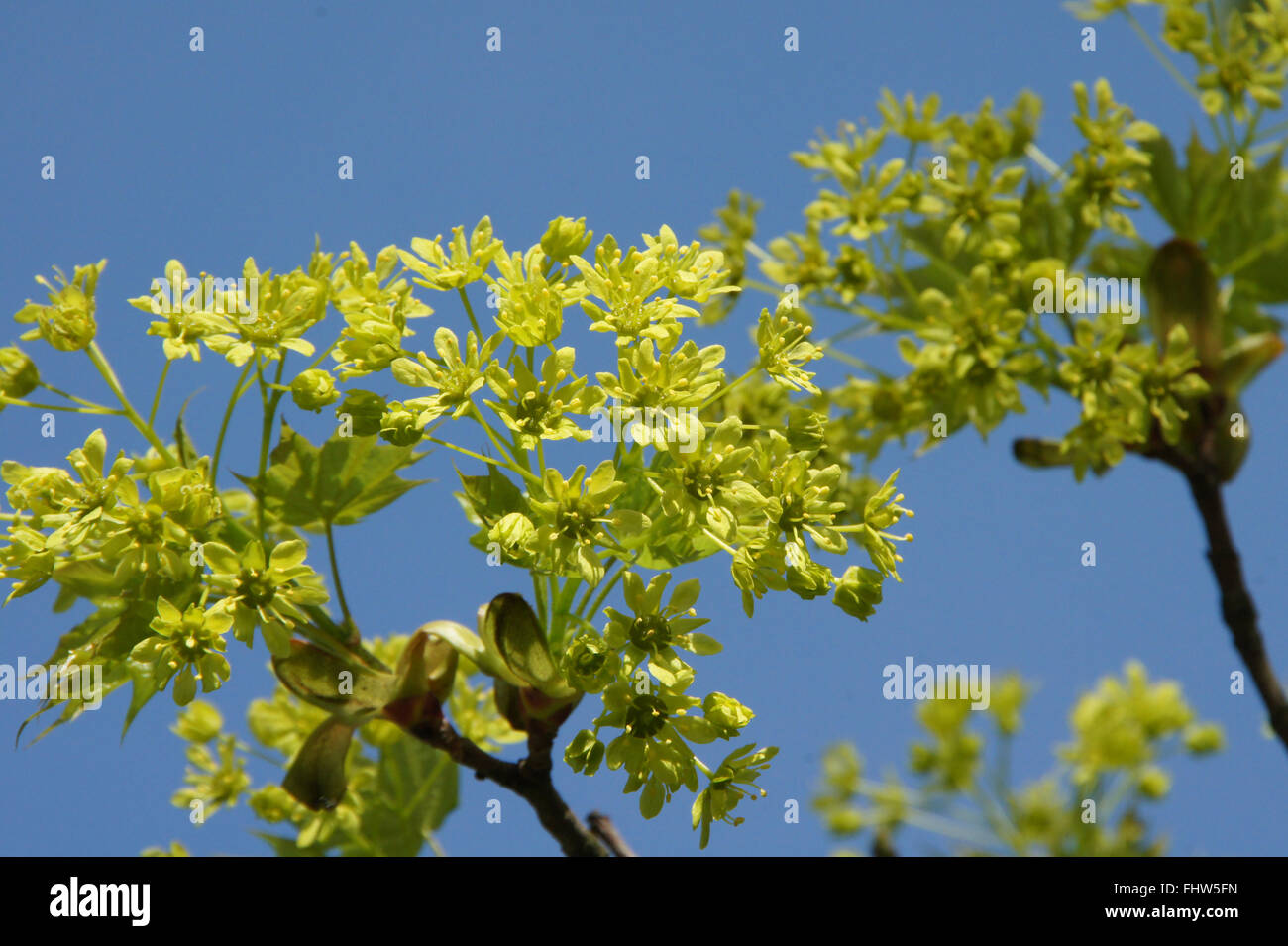 Acer platanoides, Norvegia maple Foto Stock