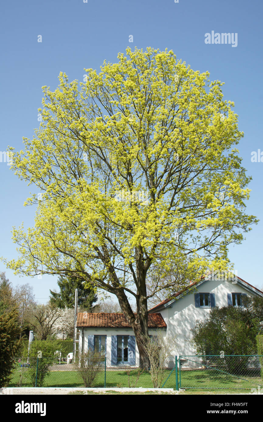 Acer platanoides, Norvegia maple Foto Stock