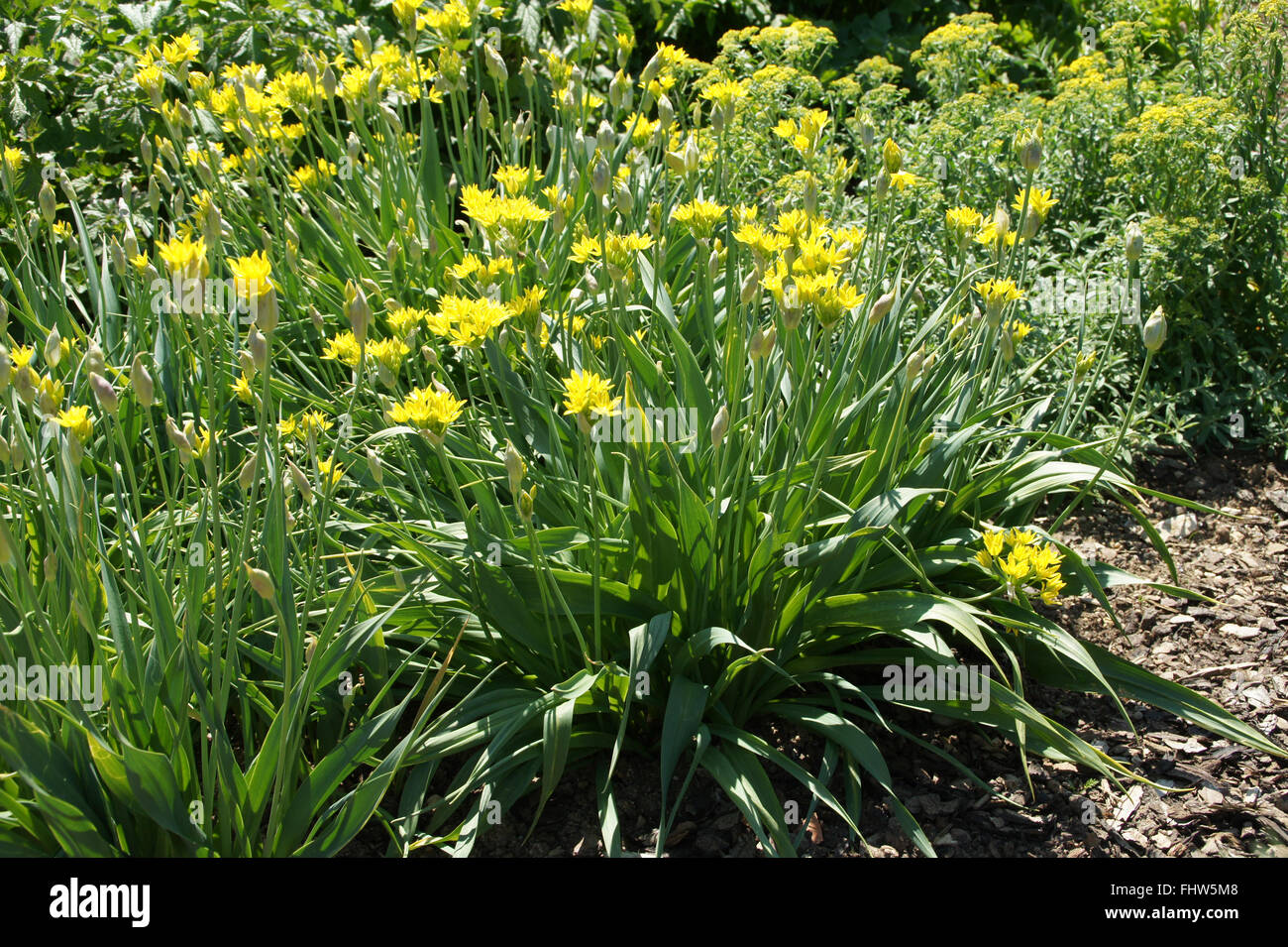 Allium moly, Goldlauch, Golden aglio Foto Stock