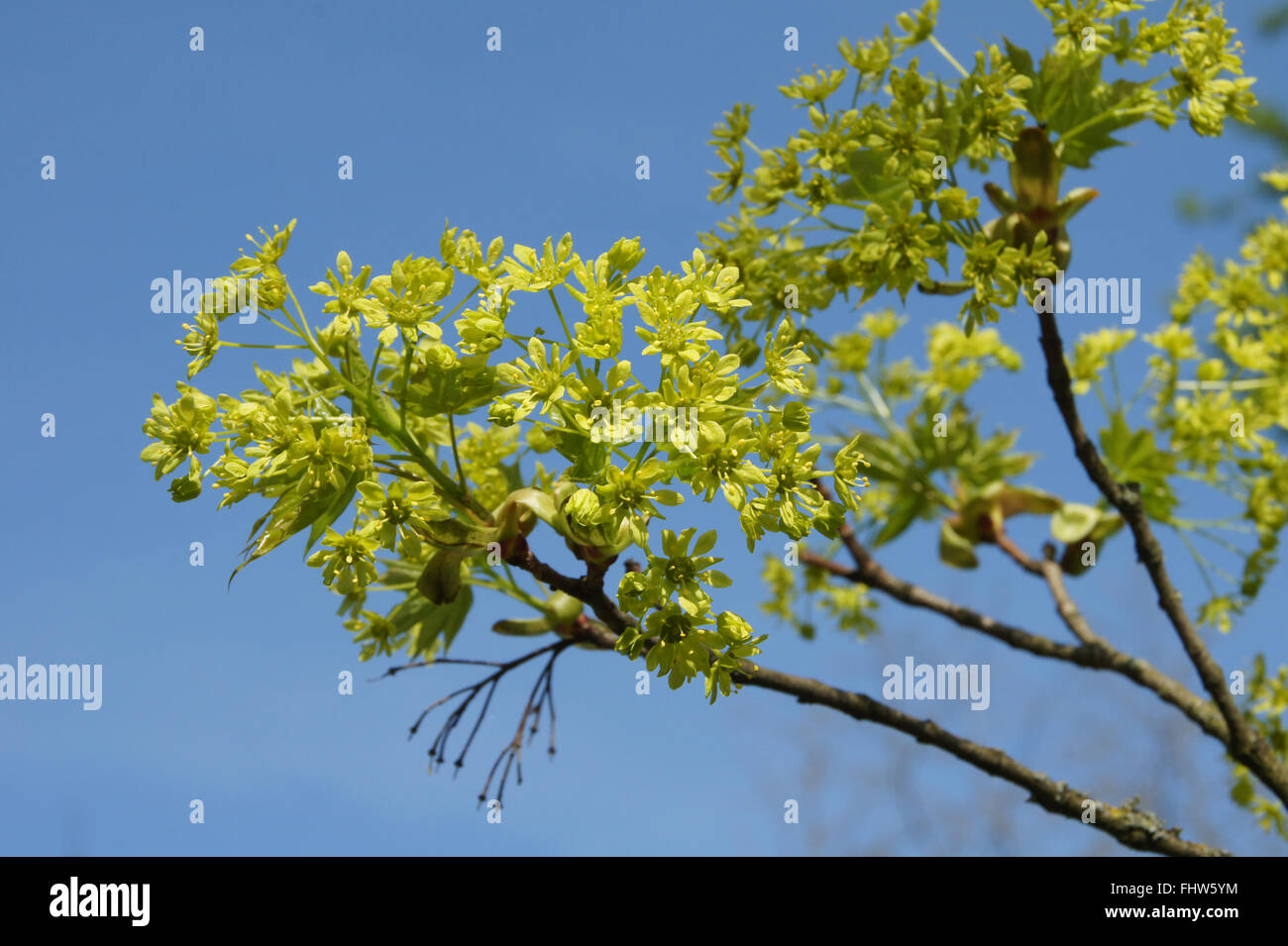 Acer platanoides, Norvegia maple Foto Stock