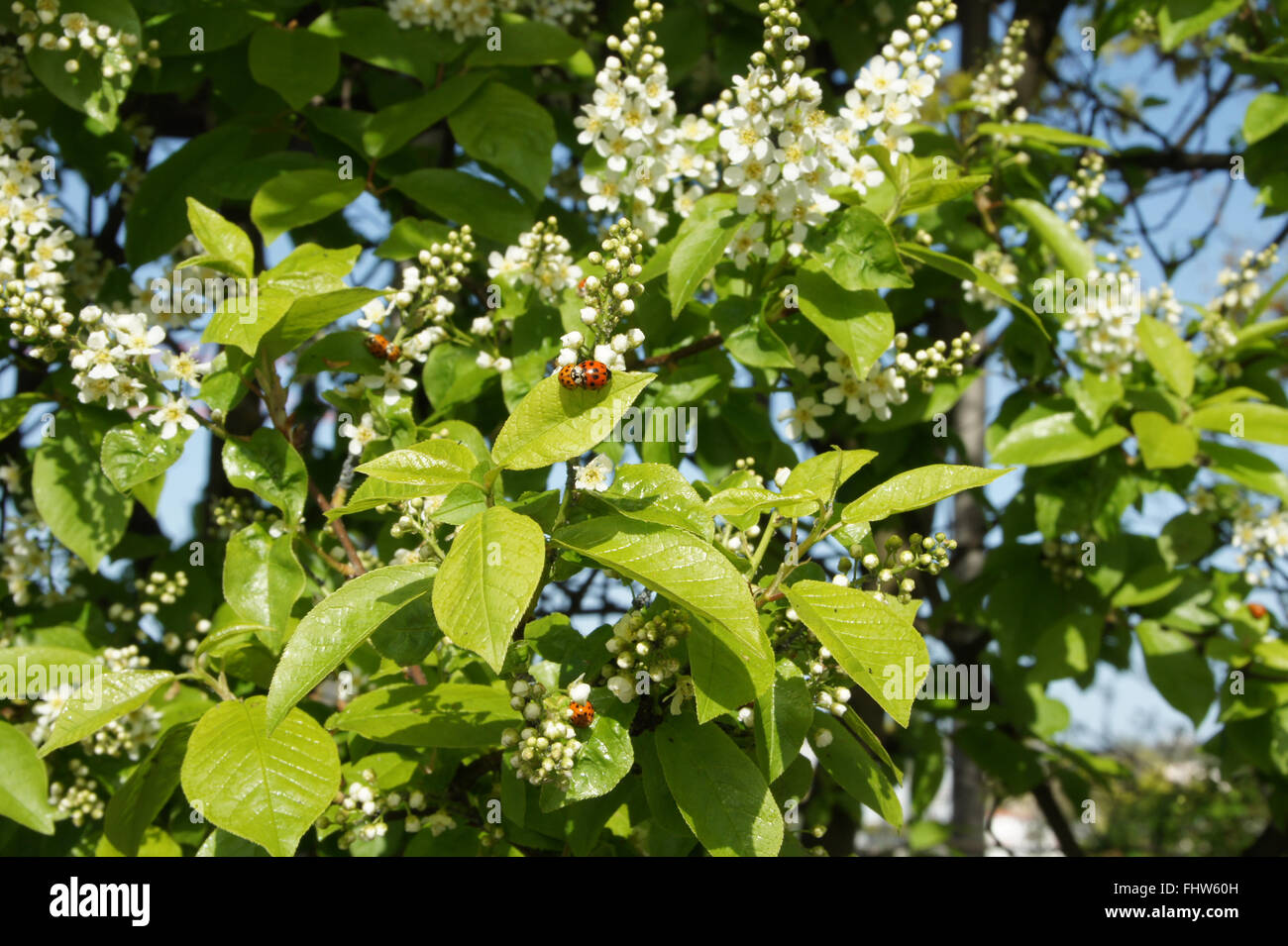 Lady beetle coniugata su bird cherry Foto Stock