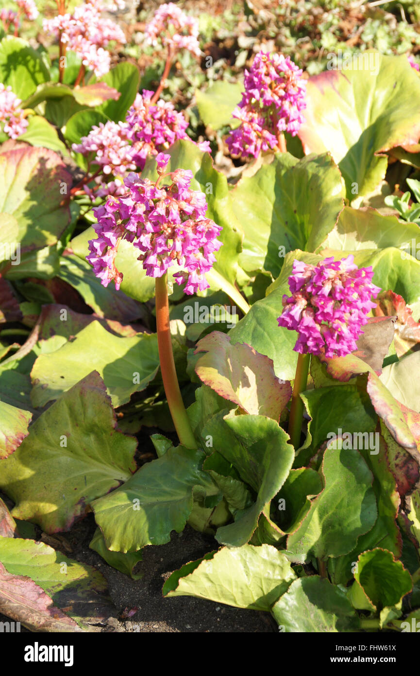 Bergenia cordifolia, Heartleaf bergenia Foto Stock