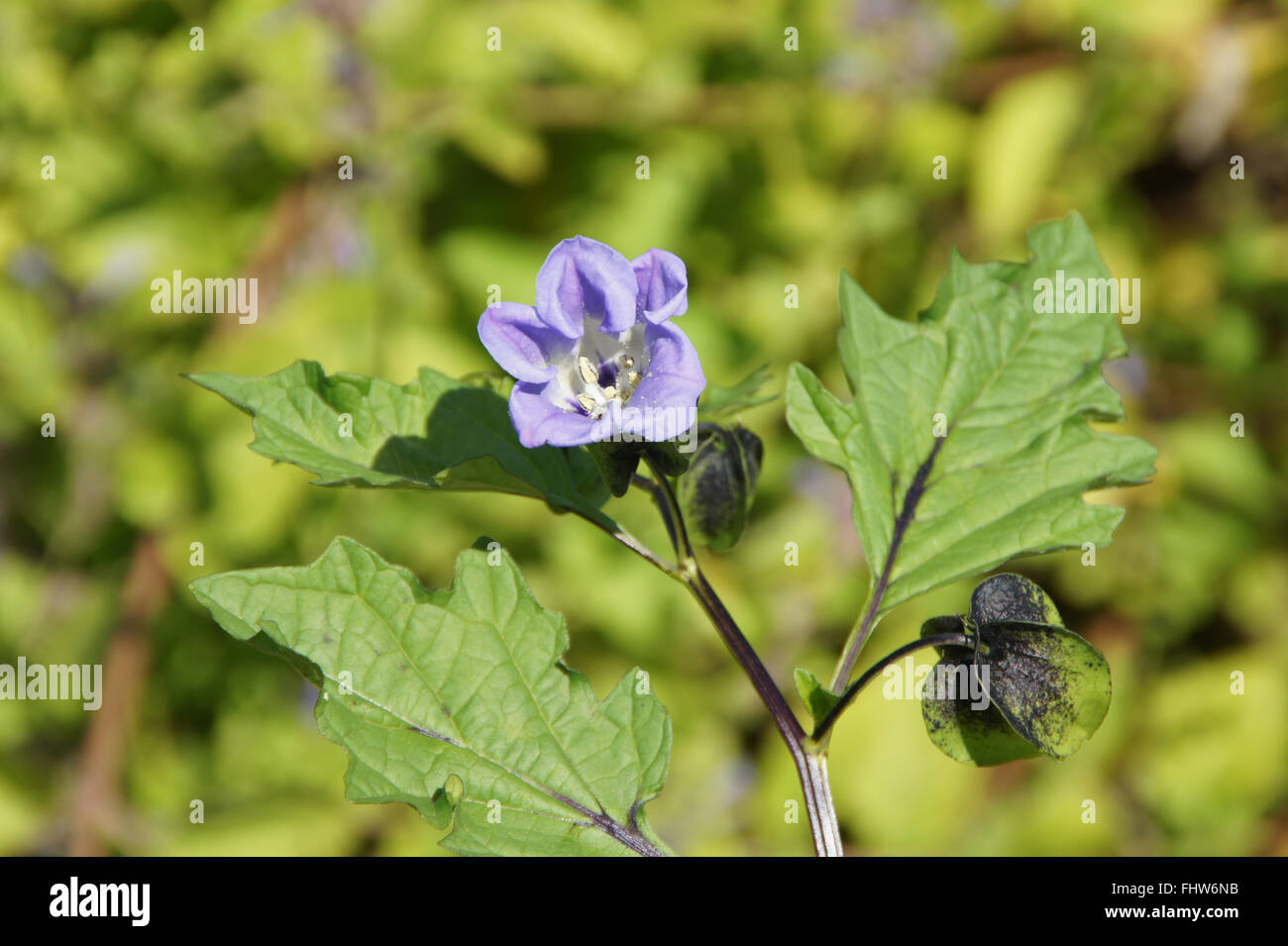 Nicandra physaloides, Shoo-fly impianto Foto Stock