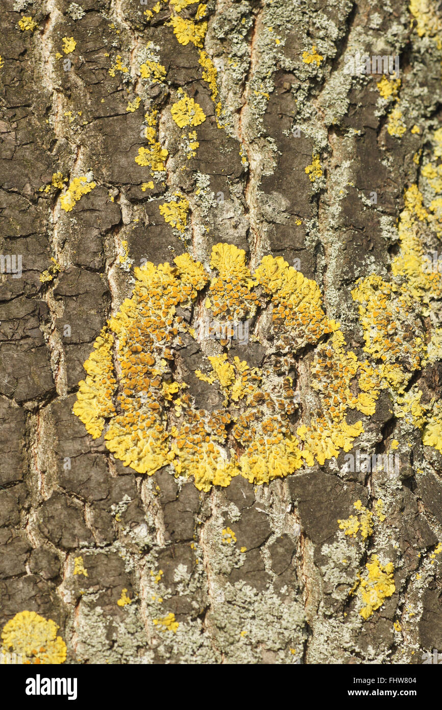 Xanthoria parietina, comune lichene arancione Foto Stock
