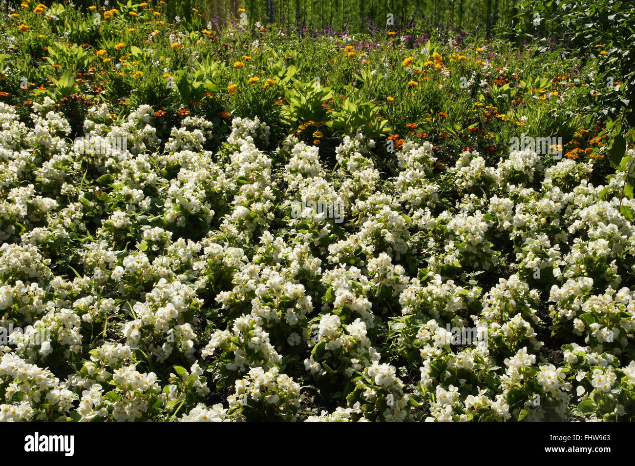 Begonia semperflorens Foto Stock