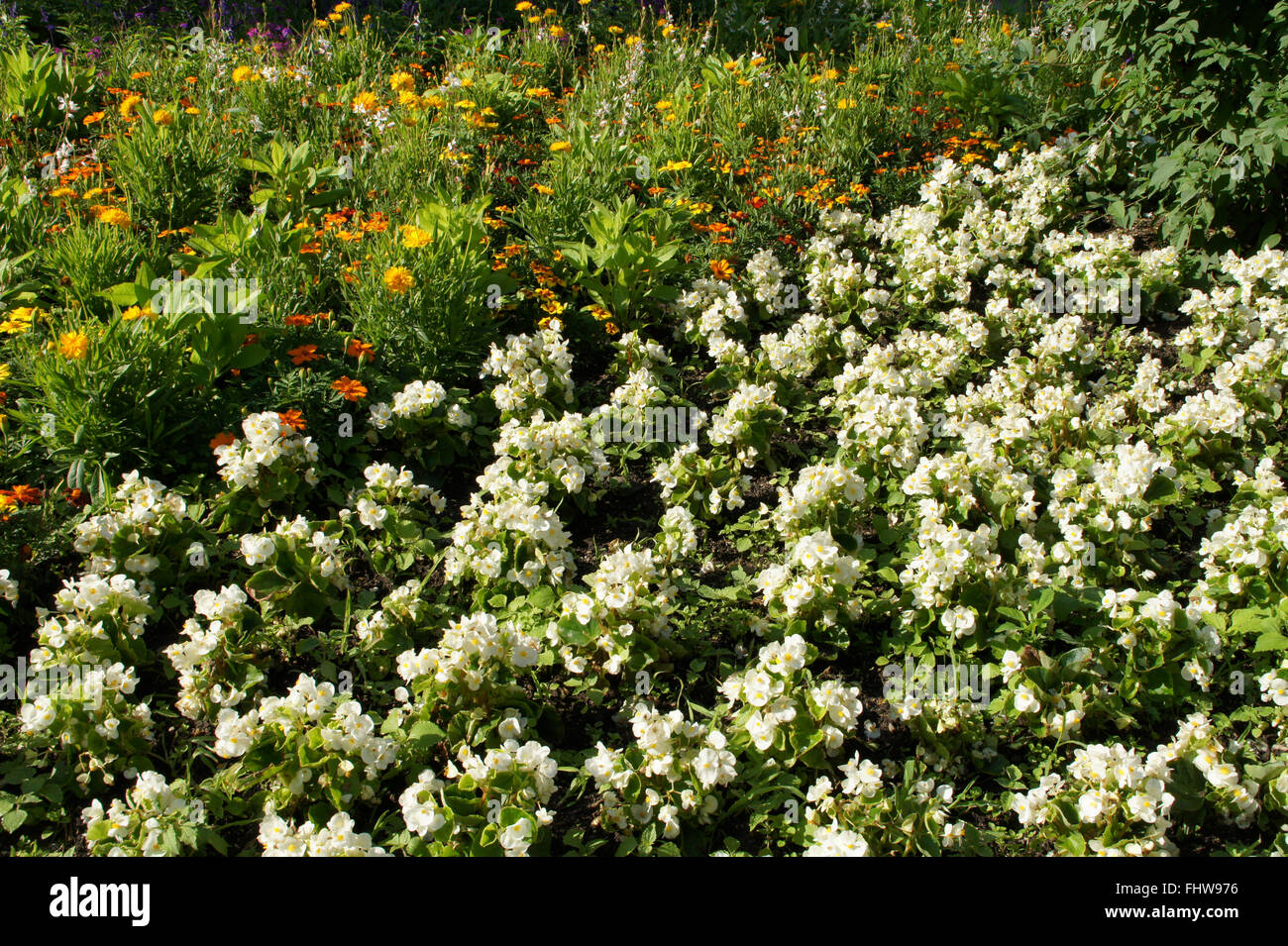 Begonia semperflorens Foto Stock