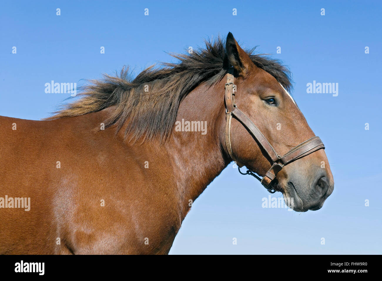 Cavallo di Ardennais Foto Stock