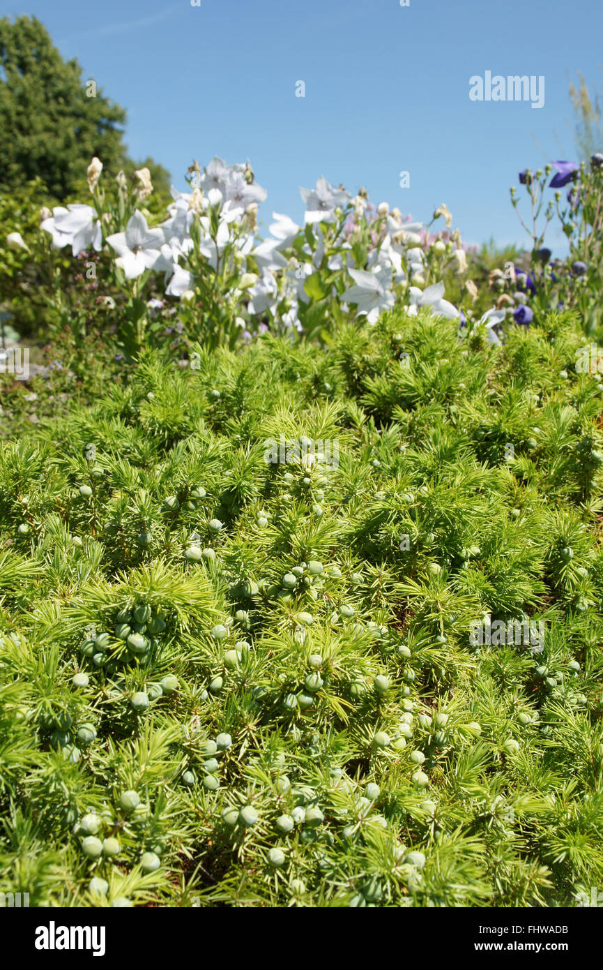 Juniperus conferta, Shore juniper Foto Stock