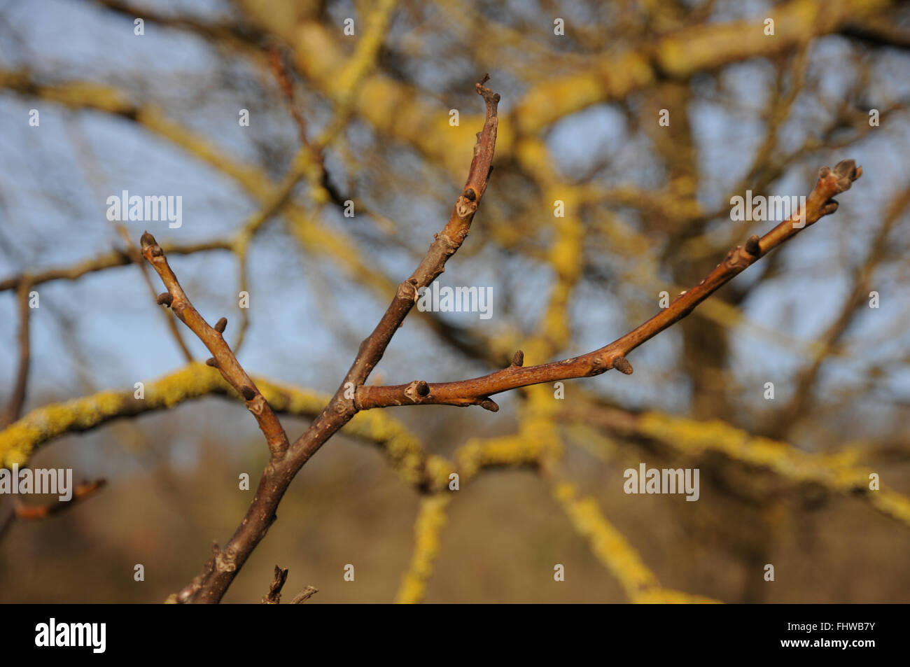 Juglans regia, Noce, germogli annuali Foto Stock