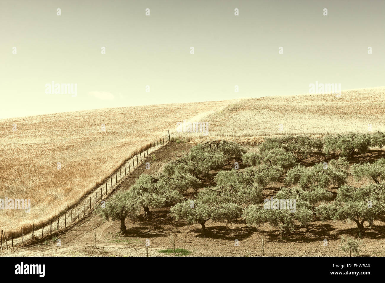 Olive Groves Foto Stock