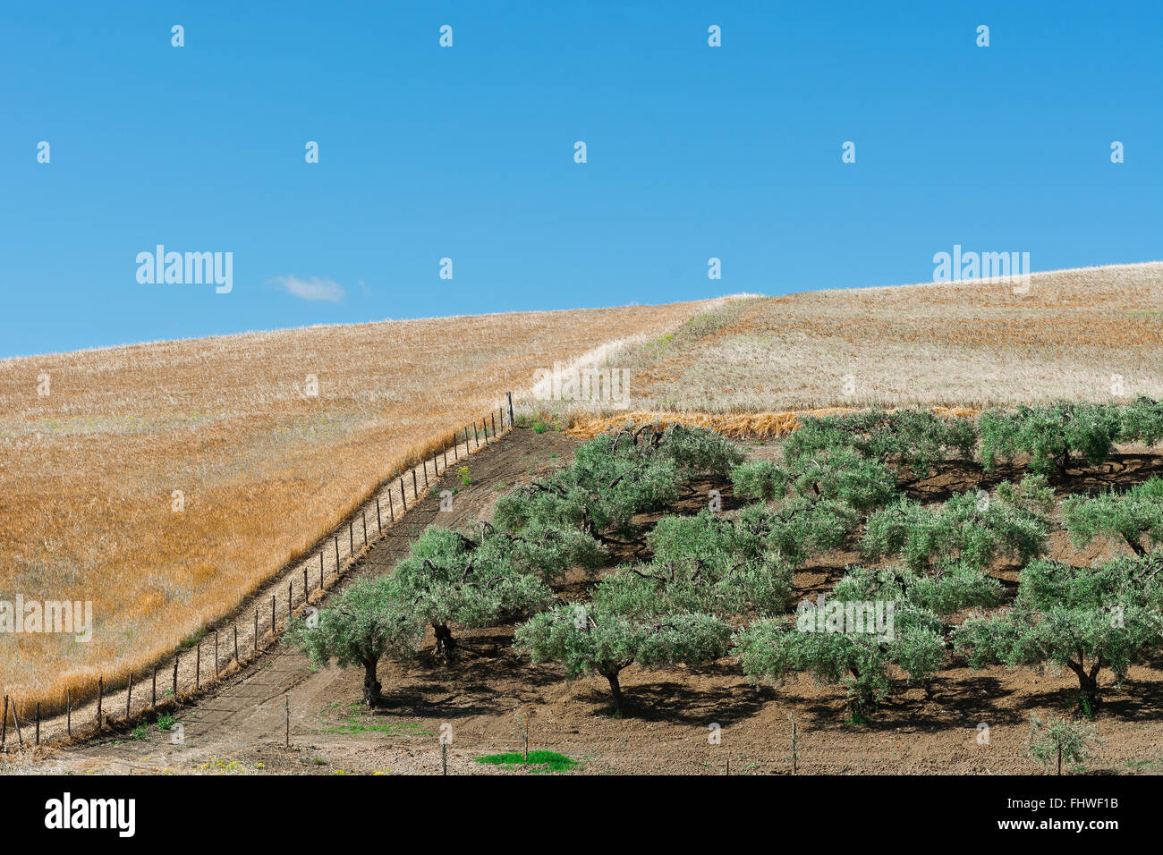 Olive Groves Foto Stock